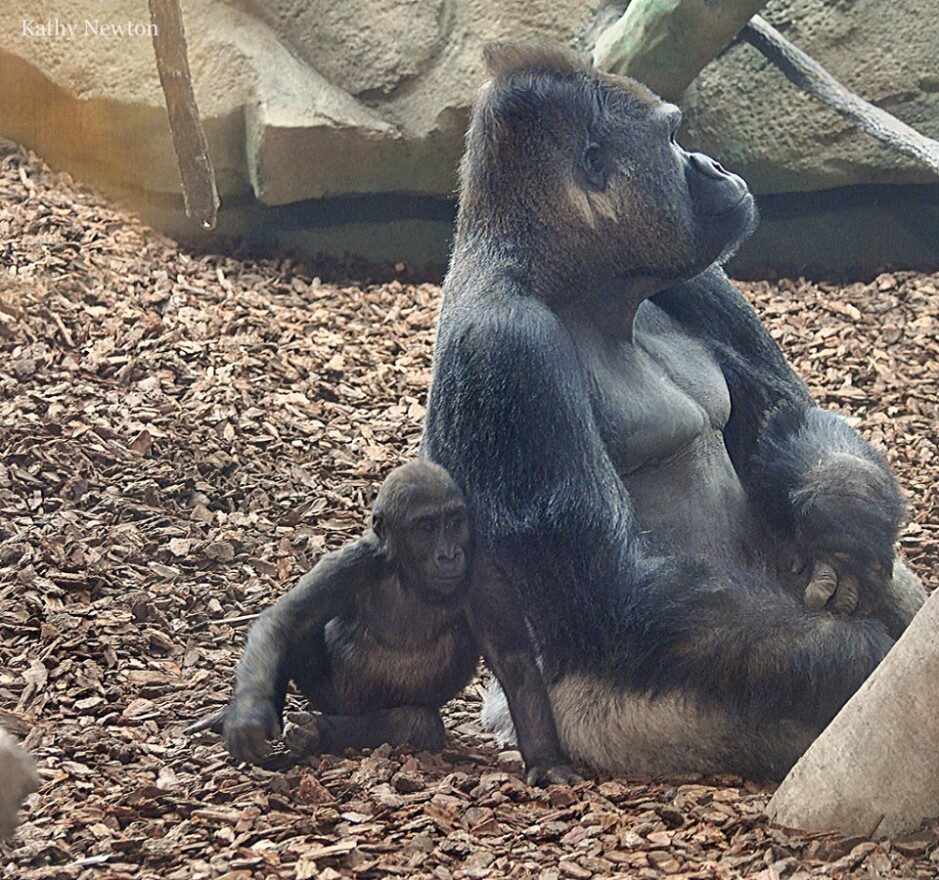 The Cincinnati Zoo shared this image of Jomo when announcing he has a degenerative spinal cord condition.
